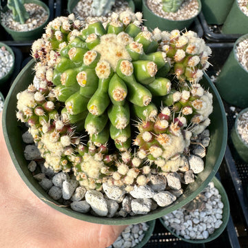 Rare Cactus - Echinocactus Grusonii var. Sbinermis Monstrosa (4.5” pot)