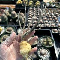 Rare Cactus - Astrophytum caput-medusae Seed Grown