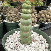 Rare Cactus - Eulychnia castanea fa. varispiralis 'Unicorn Cactus'