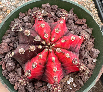 Rare Cactus - Gymnocalycium Mihanovichii Var. Friedrichii Variegata