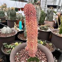 Rare Euphorbia - Euphorbia Abdelkuri variegated (Single)