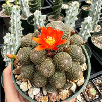 Rare Cactus - Rebutia Heliosa cluster