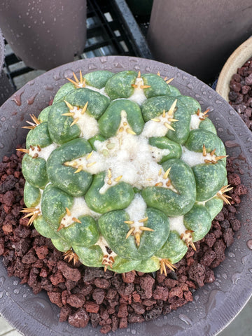 Rare Cactus - Coryphantha elephantidens white thorn (1)