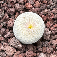 Rare Cactus - Epithelantha Bokei