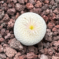 Rare Cactus - Epithelantha Bokei