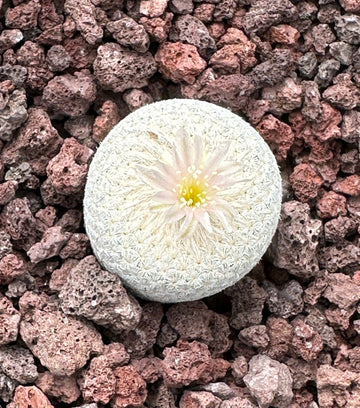 Rare Cactus - Epithelantha Bokei
