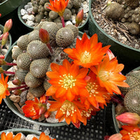 Rare Cactus - Rebutia Heliosa cluster