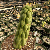 Rare Cactus - Eulychnia castanea fa. varispiralis 'Unicorn Cactus'