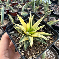 Rare Succulents - Haworthia varigated Ivory Tower