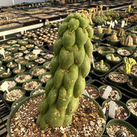 Rare Cactus - Eulychnia castanea fa. varispiralis 'Unicorn Cactus'