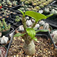 Adenium Obesum, Desert Rose, Great Starter Seedlings, Rare Succulent, pack of 3 plants/6 plants