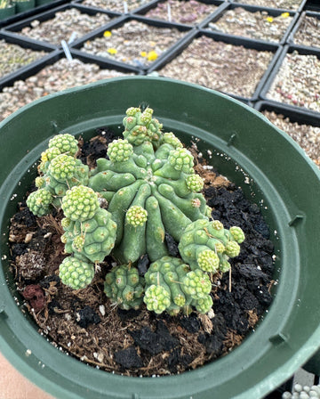Rare Cactus - Ferocactus Glaucescens cv. Fred