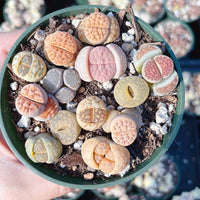 Rare Succulents - Lithops spp.