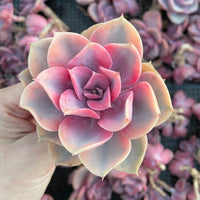 Rare Succulents - Echeveria Rainbow Variegated
