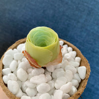 Premium Pebbles - White Snow Top Dressing (Order Separately)