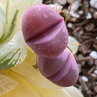 Rare Succulents - Lithops Optica Rubra C81A