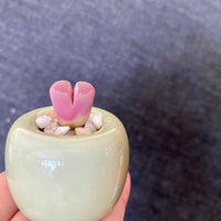 Rare Succulents - Lithops Optica Rubra C81A