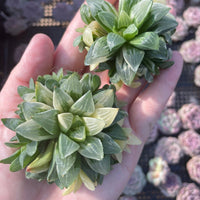 Rare Succulents - Haworthia Varigated Heidelbergensis with pups (3")