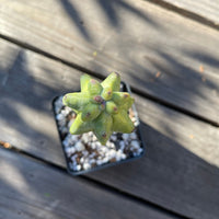 Rare Cactus - Myrtillocactus Geometrizans Fukurokuryuzinboku &#39;boobie cactus&#39; (4”-6”)