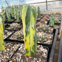 Rare Cactus - Myrtillocactus Geometrizans variegated