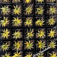 Rare Succulents - Haworthia varigated Limifolia (3.5&quot;)