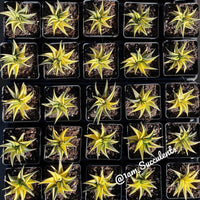 Rare Succulents - Haworthia varigated Limifolia (3.5")