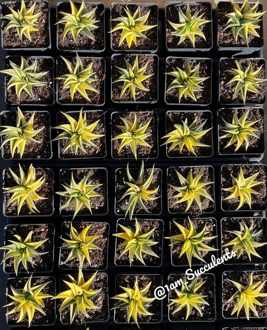 Rare Succulents - Haworthia varigated Limifolia (3.5")