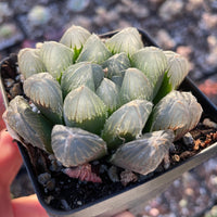 Rare Succulents - Haworthia Kyodai Akasen Lens (3.5" Pot)