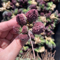 Rare Succulents - Adromischus herrei