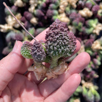 Rare Succulents - Adromischus herrei