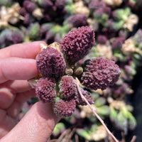 Rare Succulents - Adromischus herrei