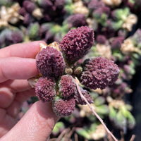 Rare Succulents - Adromischus herrei
