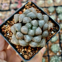 Rare Succulents - Haworthia Cooperi OB1