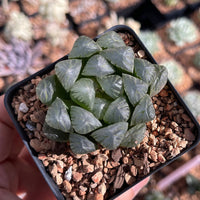 Rare Succulents - Haworthia Cooperi OB1