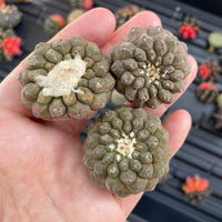 Rare Cactus - Copiapoa Hypogaea