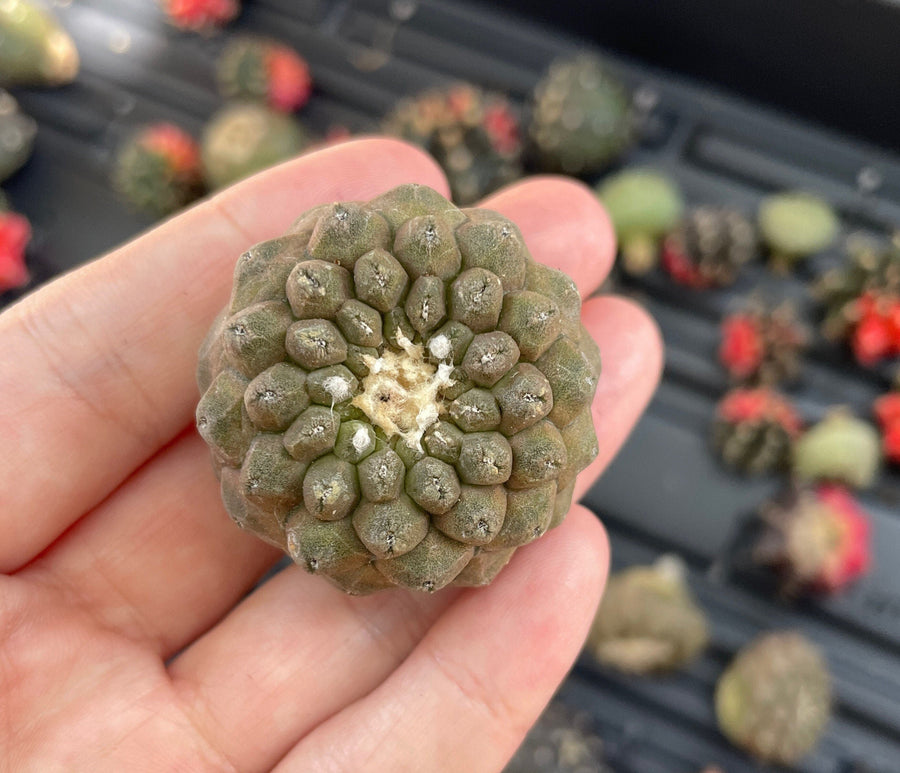 Rare Cactus - Copiapoa Hypogaea