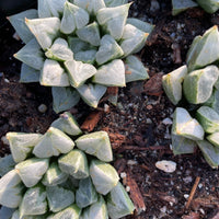 Rare Succulents - Haworthia Love (3")