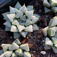 Rare Succulents - Haworthia Love (3")