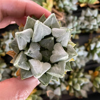 Rare Succulents - Haworthia Love (3")