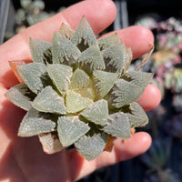 Rare Succulents - Haworthia Hakutei-Jyo 3"