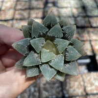 Rare Succulents - Haworthia Hakutei-Jyo 3"