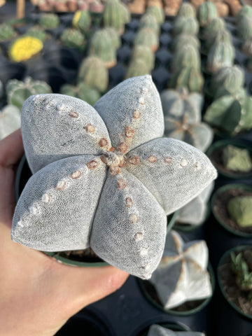 Rare Cactus - Astrophytum Coahuilense