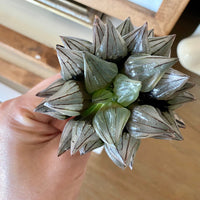 Rare Succulents - Haworthia magnifica var. atrofusca