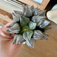 Rare Succulents - Haworthia magnifica var. atrofusca