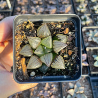 Rare Succulents - Haworthia magnifica var. atrofusca