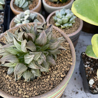 Rare Succulents - Haworthia magnifica var. atrofusca