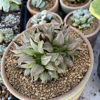 Rare Succulents - Haworthia magnifica var. atrofusca
