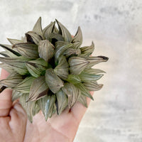 Rare Succulents - Haworthia magnifica var. atrofusca