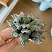 Rare Succulents - Haworthia magnifica var. atrofusca