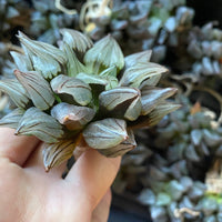 Rare Succulents - Haworthia magnifica var. atrofusca